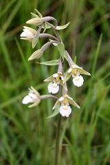 Sumpf Stendelwurz - Sumpf-Stendelwurz Orchidee in Mecklenburg